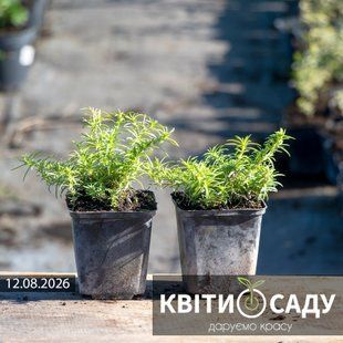 Флокс рожевий шилоподібний, 0,5 л. (p9) 0089 фото