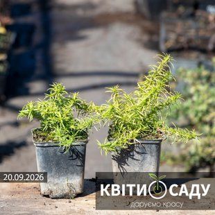 Флокс рожевий шилоподібний, 0,5 л. (p9) 0089 фото
