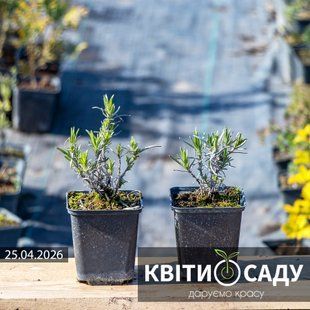 Лаванда вузьколиста Munstead, 0.5 л. (p9) 0138 фото