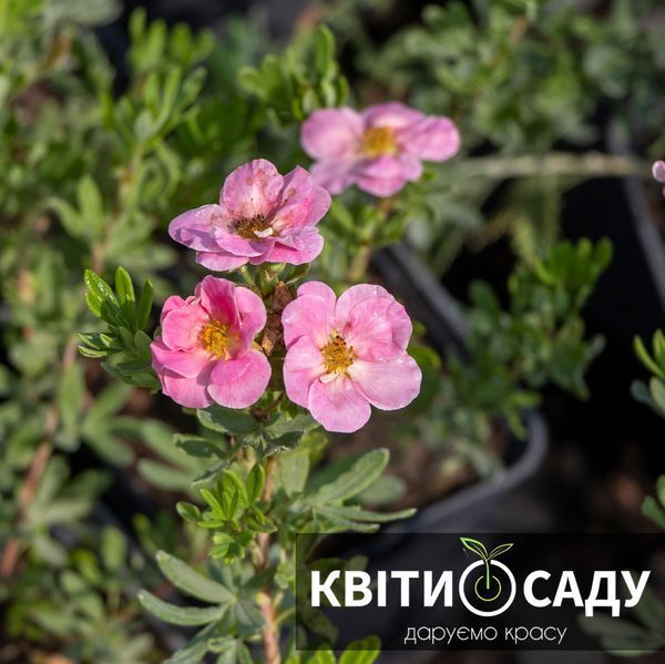 Перстач рожевий Pink Beauty, 1 л.  0282 фото