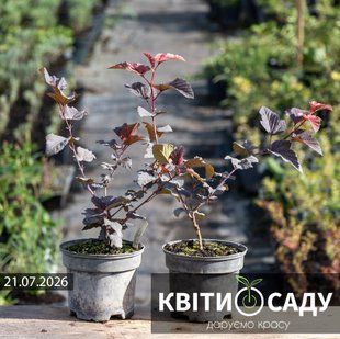 Пухироплідник Diabolo, 1 л. 0283 фото