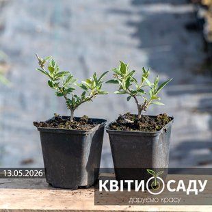 Будлея Давида "Nanho Blue", 0.5 л. (p9) 0190 фото
