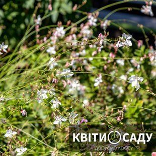 Гаура біла, 0.5 л. (p9) 0191 фото