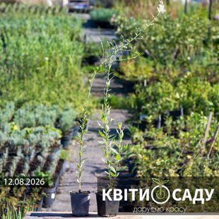 Гаура біла, 0.5 л. (p9) 0191 фото