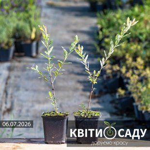 Верба 'Хакуро-Нішікі', 0.5 л. (p9) 0273 фото
