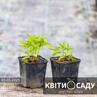 Вероніка Can-Can, 0.5 л. (p9) 0223 фото