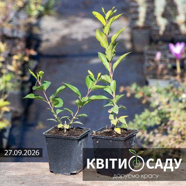 Форзиція Weekend, 0.5 л. (p9) 0039 фото