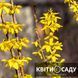 Форзиція Weekend, 0.5 л. (p9) 0039 фото 1