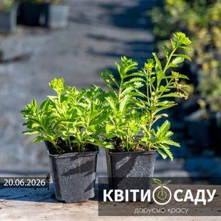 Очиток камчатський (седум), 0.5 л. (p9) 0099 фото