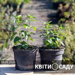 Вероніка Can-Can, 2 л. 0292 фото