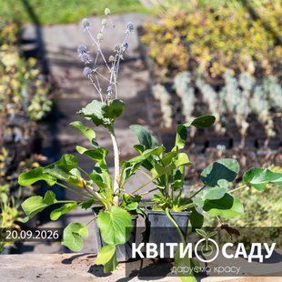 Синьоголовник, 0,5 л. (p9) 0293 фото