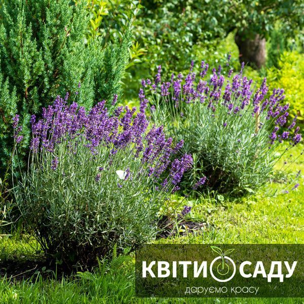 Лаванда Hitcote Blue, 1 л. 0294 фото