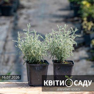 Сантоліна срібляста, 0.5 л. (p9) 0247 фото
