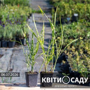 Міскантус 'Strictus', 0.5 л. (p9) 0274 фото