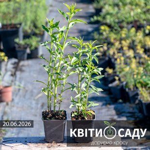 Фізостегія ніжно рожева, 0.5 л. (p9) 0017 фото