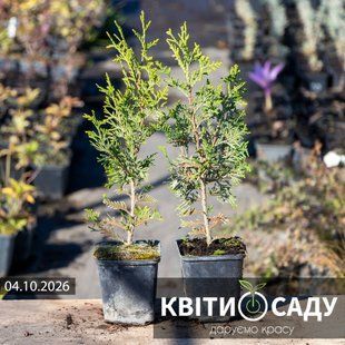 Туя західна 'Брабант' 25-30 см., 0.5 л. (p9) 0301 фото