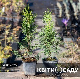 Туя західна 'Смарагд' 25-30 см., 0.5 л. (p9) 0302 фото