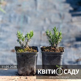 Лаванда Hitcote Blue, 0.5 л. (p9)  0110 фото