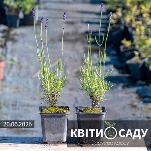 Лаванда Hitcote Blue, 0.5 л. (p9)  0110 фото