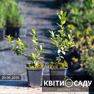 Піраканта 'Orange Glow', 0.5 л. (p9) 0254 фото