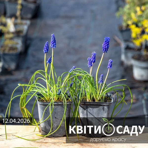 Мускарі сині 0.5 л. (p9) 0071 фото