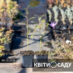 Верба чорна Melanostachys, 0.5 л. (p9) 0210 фото