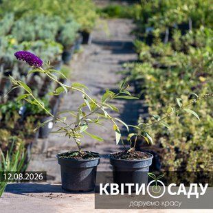 Будлея Black Knight, 1 л. (С1) 0115 фото