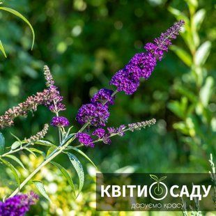 Будлея Black Knight, 0.5 л. (p9) 0115 фото