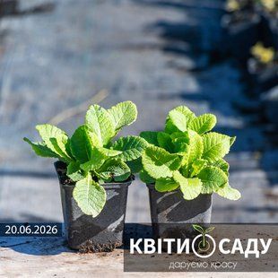 Примула біла 0,5 л. (p9) 0118 фото