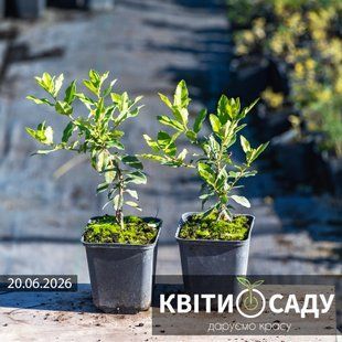 Піраканта &lsquo;Kuntayi&rsquo;, червона 0.5 л. (p9) 0263 фото
