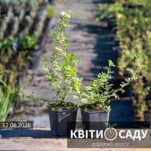 Перстач (лапчатка) білий 0.5 л. (p9) 0032 фото