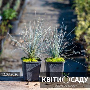Вівсяниця сиза Intense Blue, 0.5 л. (p9) 0217 фото