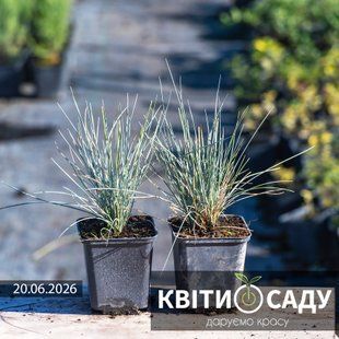 Вівсяниця сиза Intense Blue, 0.5 л. (p9) 0217 фото