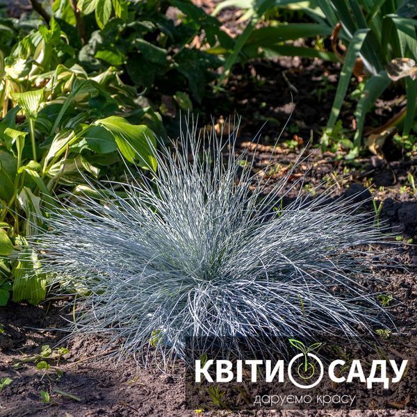 Вівсяниця сиза Intense Blue, 0.5 л. (p9) 0217 фото