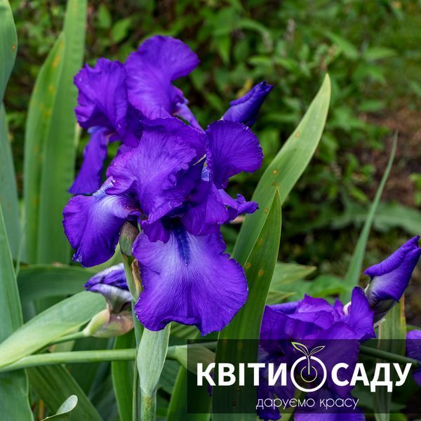 Ірис синій високий, відкритий корінь 0268 фото