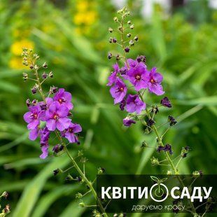 Вербаскум мікс, 0.5 л. (p9) 0269 фото