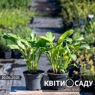 Хоста зелена, 1 л. 0126 фото