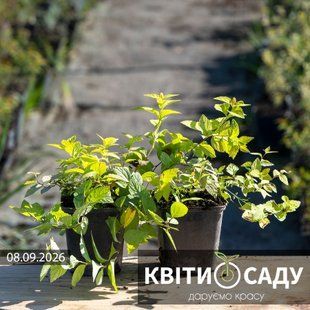 Спірея Goldmound 0,5 л. (p9) 0036 фото