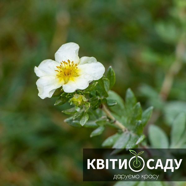 Перстач 'Tilford Cream', 0.5 л. (p9) 0276 фото