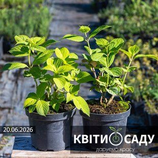 Гортензія крупнолиста, 3 л. 0271 фото
