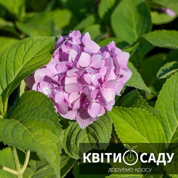Гортензія хамелеон крупнолиста, 3 л. 0271 фото
