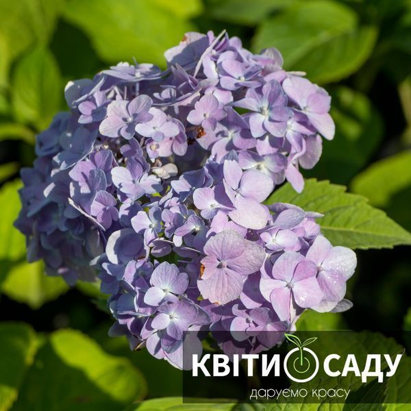 Гортензія хамелеон крупнолиста, 3 л. 0271 фото