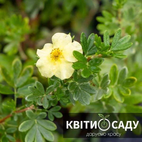 Перстач 'Primrose Beauty', 0.5 л. (p9) 0277 фото