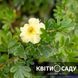 Перстач 'Primrose Beauty', 0.5 л. (p9) 0277 фото 2
