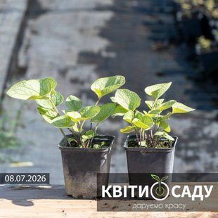 Брунера срібляста, 0.5 л. (p9) 0279 фото
