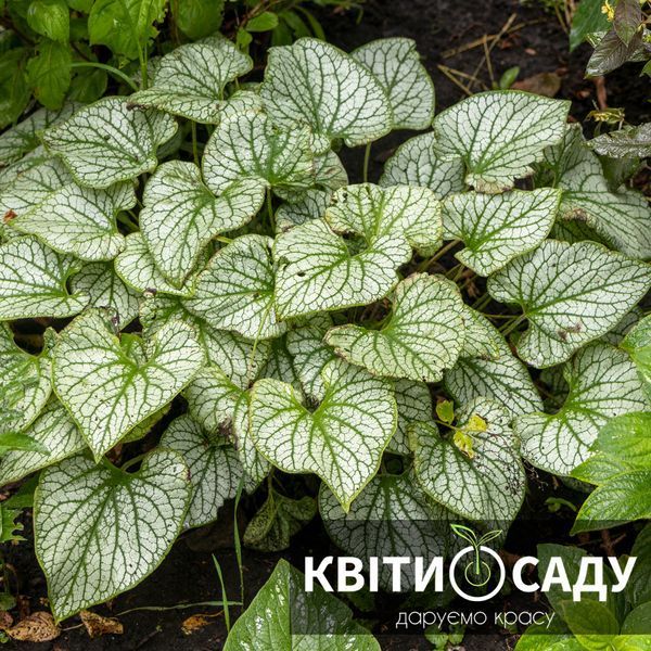 Брунера срібляста, 0.5 л. (p9) 0279 фото