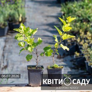 Пухироплідник калинолистий Angel Gold 0.5 л. (p9) 0230 фото